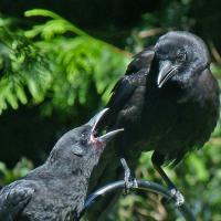 Begging juvenile and adult Crow