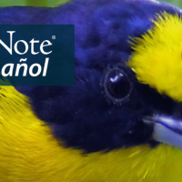 A Thick-billed Euphonia among leaves. "BirdNote en Español" appears in the upper left corner.