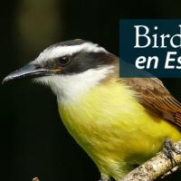 Closeup of a perching Great Kiskadee showing the bird's contrasting black and white head and yellow breast