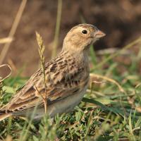 A Thick-billed Longspur in the grass