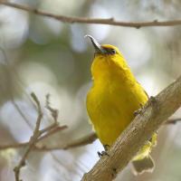 A yellow bird with dark eyes and a very long beak that is curved at the tip sits on a branch in dappled sunlight