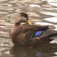 Black Duck on the water