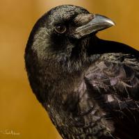 American Crow in closeup, it's head turned toward its left shoulder, feathers gleaming in the sun