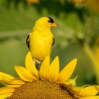 An American Goldfinch perched on the edge of a sunflower, the bright yellow petals matching the bird's feathers 