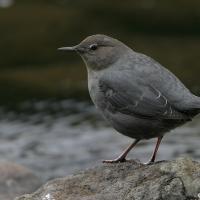 American Dipper standing on a stone in a stream