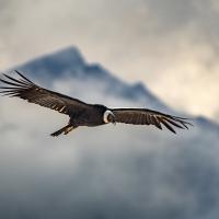 An Andean Condor, wings outspread, soaring with misty clouds and mountain range in the background.