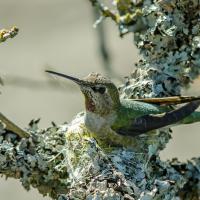 Una colibrí hembra sentada en un nido hecho de líquen y seda de araña. 