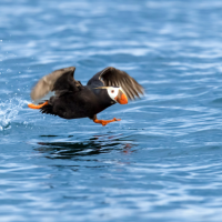 A Tufted Puffin taking off in flight, still close enough to the ocean's surface to kick up water with his feet.