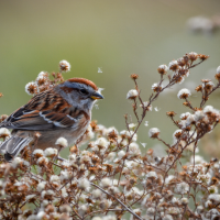An American Tree Sparrow surrounded by downy seed heads against a green background.