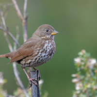 A Fox Sparrow perched on a twig against a green background.