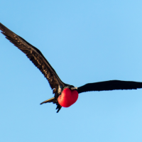 A Magnificent Frigatebird flying across a blue sky.