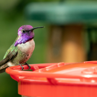 Closeup of a Costa's Hummingbird with a purple head and throat perching on a hummingbird feeder