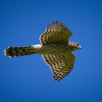A Cooper's Hawk in flight against a blue sky.