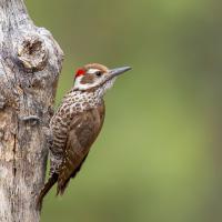 A brown and white woodpecker with a touch of red feathers atop his head clings to a vertical branch, and looks over his shoulder to the viewer's right.