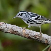 A Black-and-white Warbler perched on a small branch against a green background.