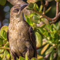 A female Great-tailed Grackle with her head tilted to the side