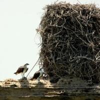 Two Osprey stand next to a towering stick nest several times taller than the standing birds.