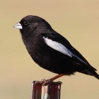 A male Lark Bunting in breeding plumage standing in profile, with mostly black feathers except for a white patch on the wing.