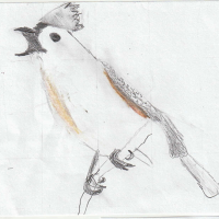 A colored sketch of a Tufted Titmouse perching on a twig and calling