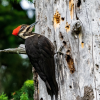 A Pileated Woodpecker perched on the side of a dead tree with many holes