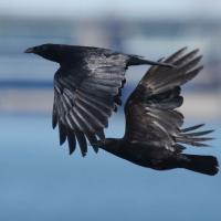 Two Fish Crows flying over water against a city in the background.