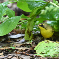 A yellow, olive, and black colored Kentucky Warbler standing on the ground beneath green leaves.