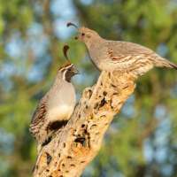 A pair of Gambel's Quail perched on a dry branch against a wooded background.