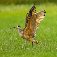 Un zarapito pico largo (Numenius americanus) de pie en la hierba verde con alas abiertas.