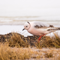 A Ross's Gull walking on yellowing grass against a bright background