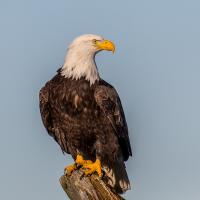 Bald Eagle perched on driftwood at the beach, in sunshine, it's head turned to the left in profile against a blue sky