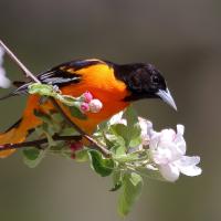 Una calandria o oriole de baltimore anaranjada y negra posada en una ramita en flor.