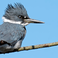 A Belted Kingfisher perched on a branch before blue skies.