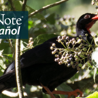 A Highland Guan hiding in leaves and branches. "BirdNote en Español" appears in the top left corner.