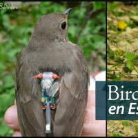 Swainson's Thrush Geolocator