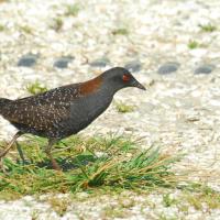 A Black Rail walking across a grassy area in sunlight, showing its dark plumage and bright red eye.