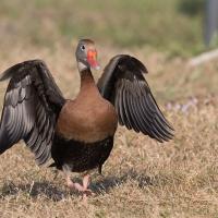 Black-bellied Whistling Duck standing on grass, with its wings outstretched