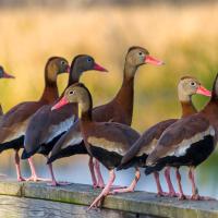 Una pequeña bandada de patos delgados, se llaman pijijes alas blanca, con picos de color naranja brillante y vientres negros encaramados en un tronco
