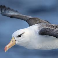 Black-browed Albatross