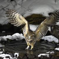 Pair of Blakiston's Fish Owls, one watching as the other fishes in a snowy pool, its wings outspread