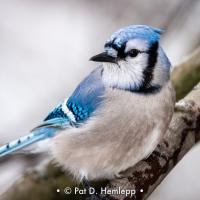 The Blue Jay (Cyanocitta cristata) is a tool, loud, passerine bird  belonging to North America. These white-faced birds inhabit …