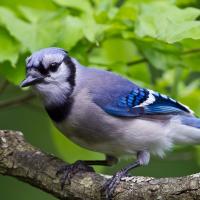 Un chara azul parado en una rama frente a un follaje verde