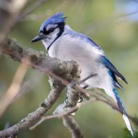 How To Tell Male And Female Blue Jays Apart - Is It Even Possible? 