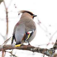 Bohemian Waxwing taking a break from eating Hawthorn berries