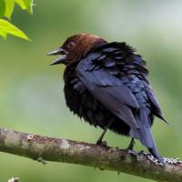 A male Brown-headed Cowbird with his back toward the viewer and looking off to the side, showing his brown colored head and open beak, with his black body and tail feathers fluffed up. 