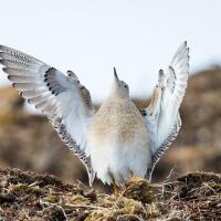 Male Buff-breasted Sandpiper sitting with wings outstretched and head raised in mating display