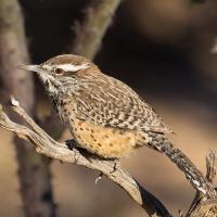 Cactus Wren in sunshine perched on dried branch.