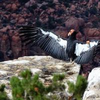 A California Condor