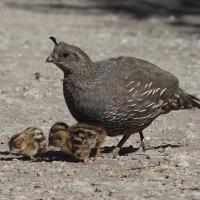 A female California Quail with three small chicks