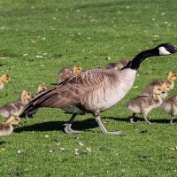 Canada goose 800 outlet fill zone