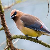 A plump bird looks over its left shoulder at the viewer as it sits on a branch. The bird shows smooth brown, rust and yellow coloration, a black mask pattern over the eyes, and short pointed beak.